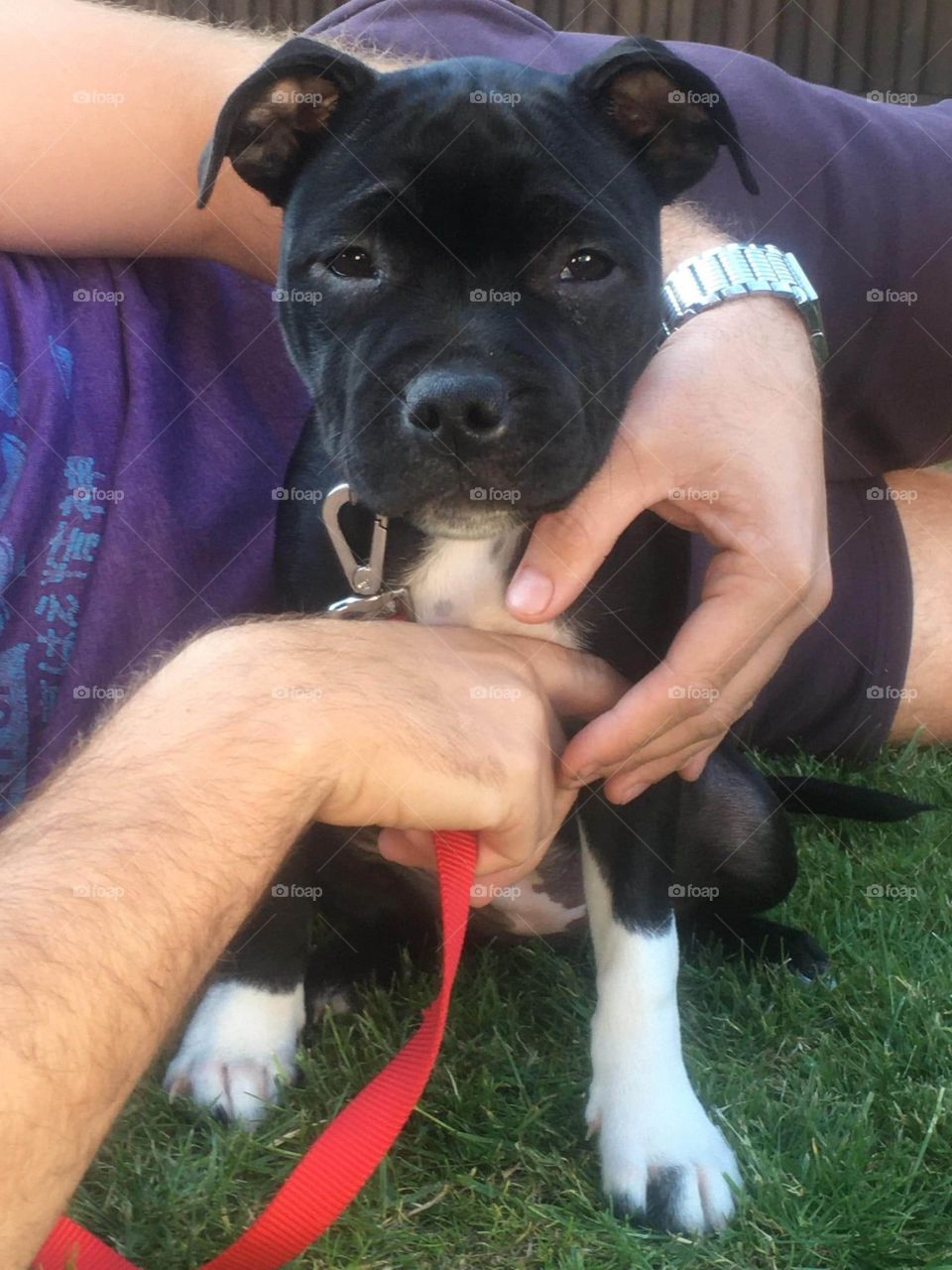 Bella Boo the Staffie! Myself and partner are going to be looking after Bella hopefully from this weekend… can’t wait to meet you baby gal! 