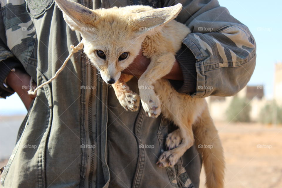 Fenek. A boy with desert fox