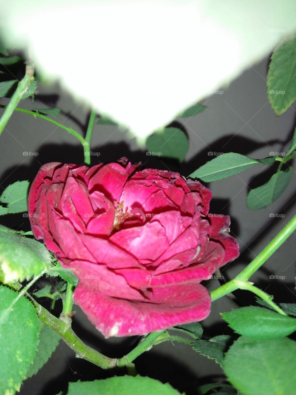 Red Rose with green leaves