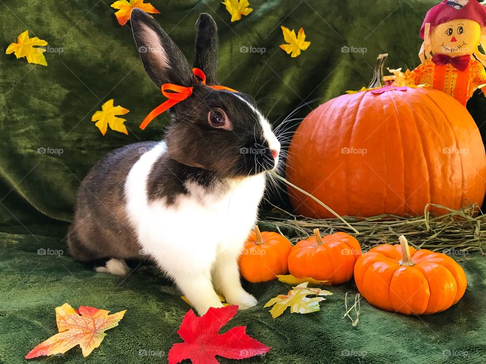 Fall festive bunny rabbit with pumpkin and scarecrow 