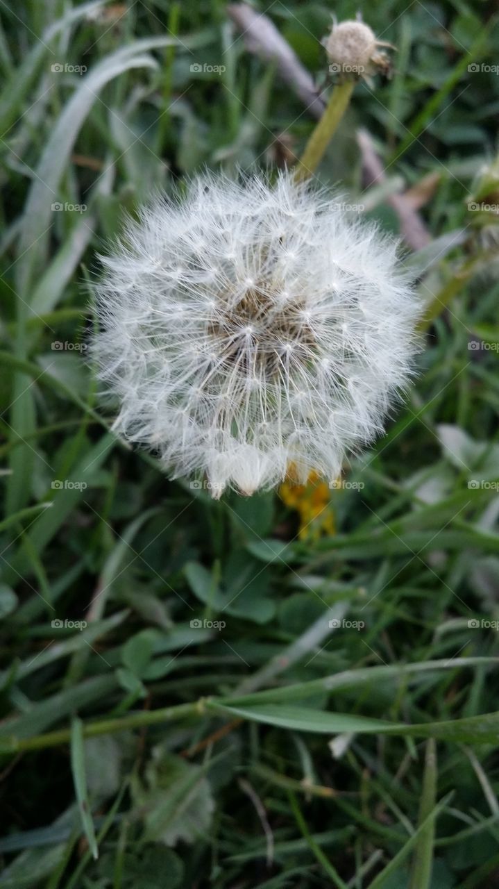 make a wish