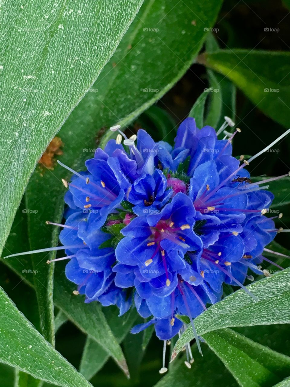 Little blue flower cluster 