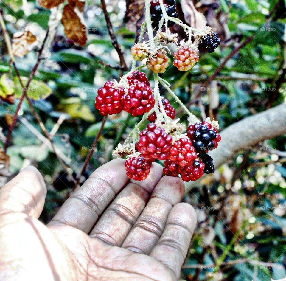 red and black berries