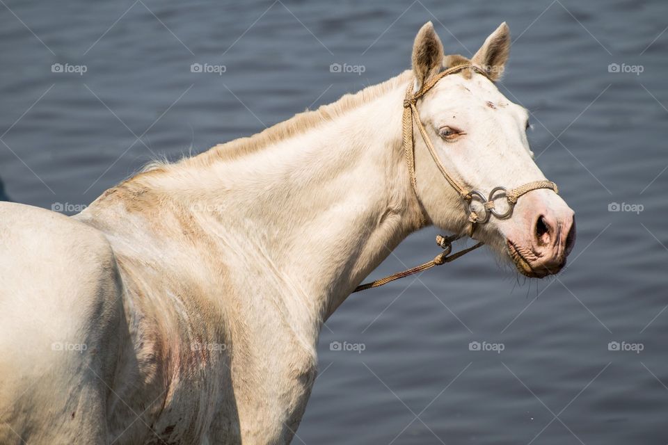 horse