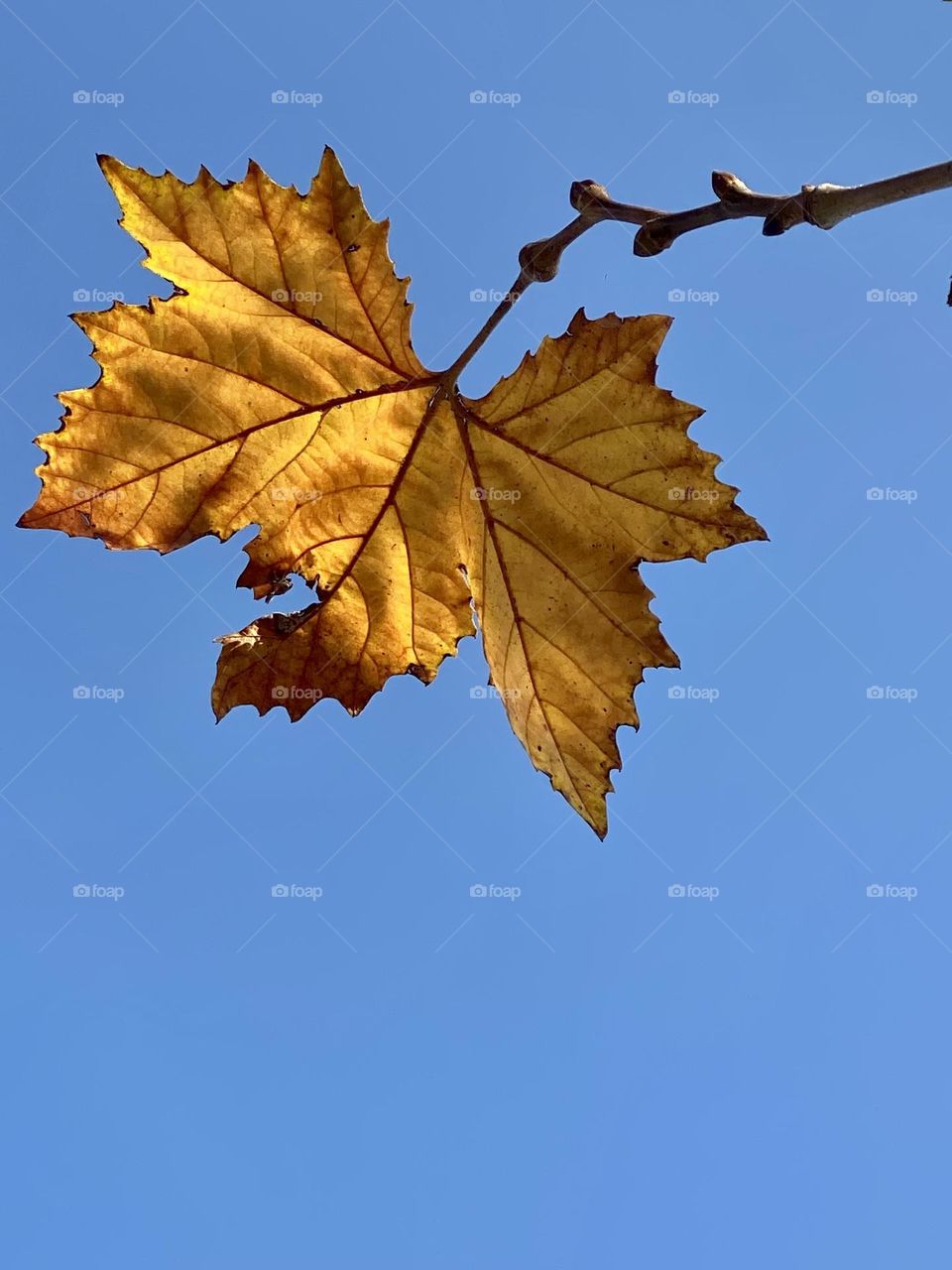 Autumn leaves against blue sky 