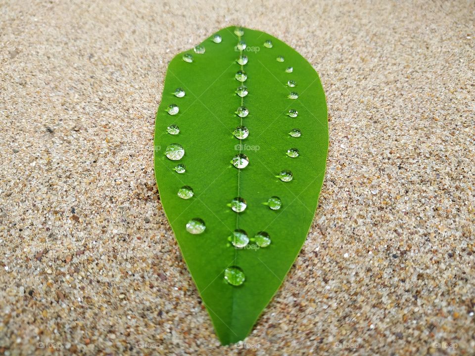 Drops of water on a green leaf on a sand background