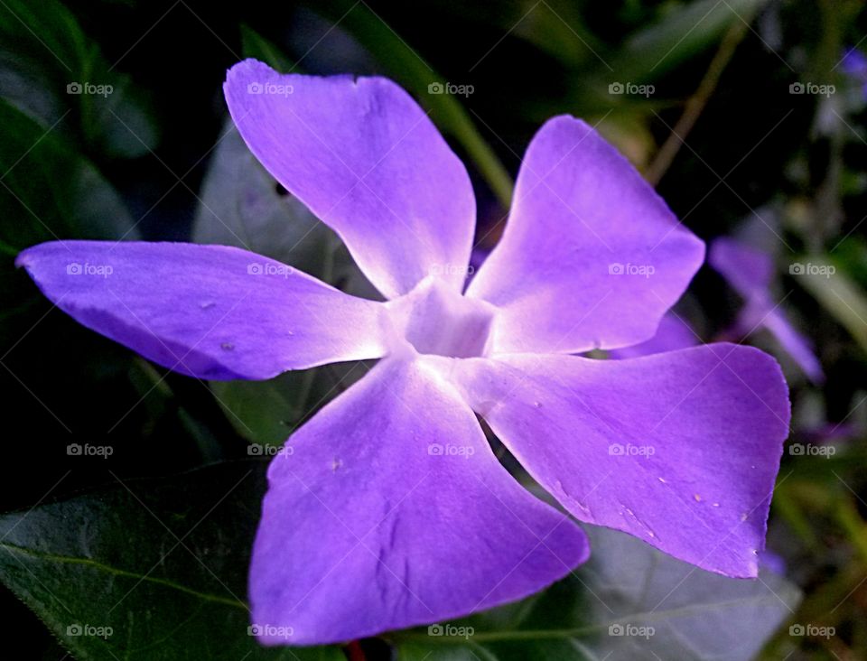 Close up of purple Flower