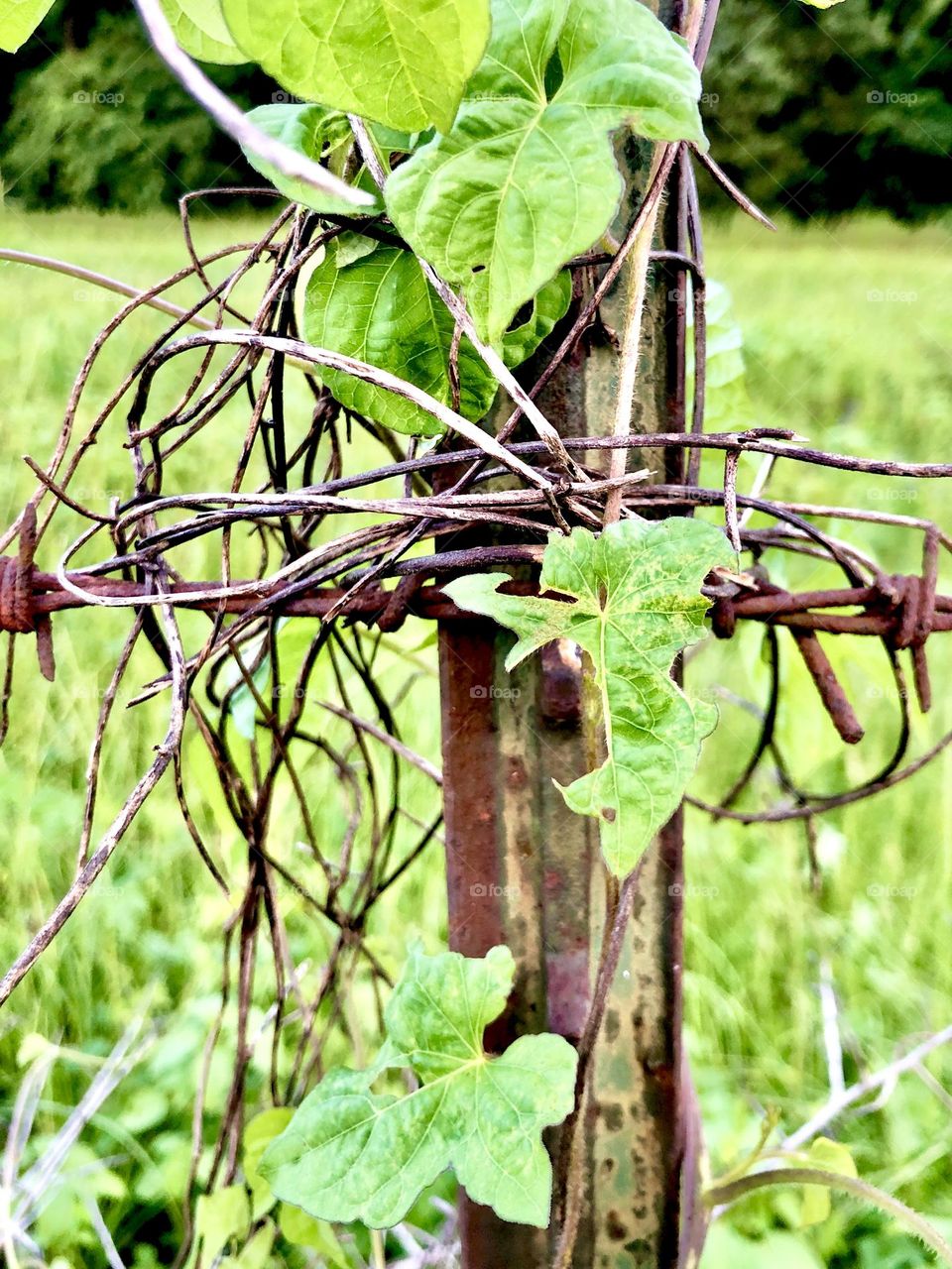 Closeup of green ivy and old vines growing on a rusty barbed wire fence and metal stake.