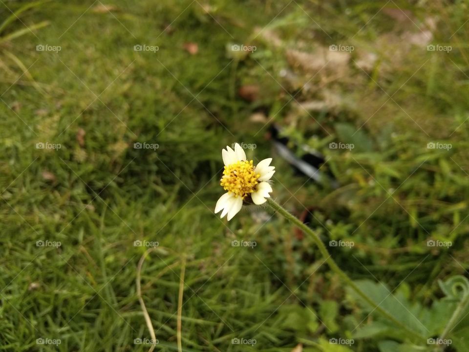 Just focus on the yellow color