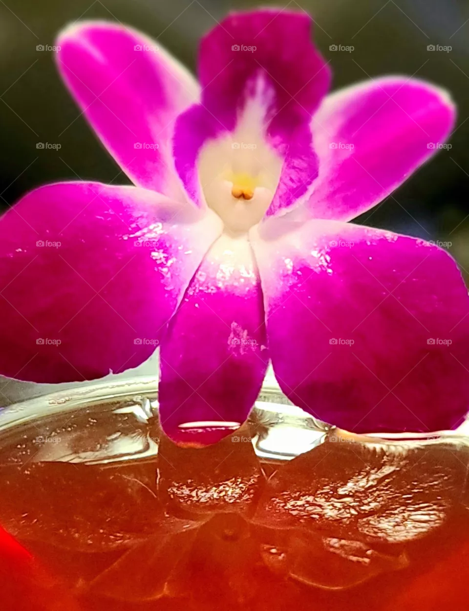 Orchid Cocktail