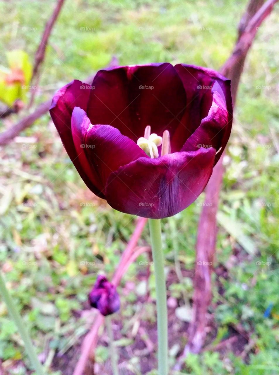 magenta tulip