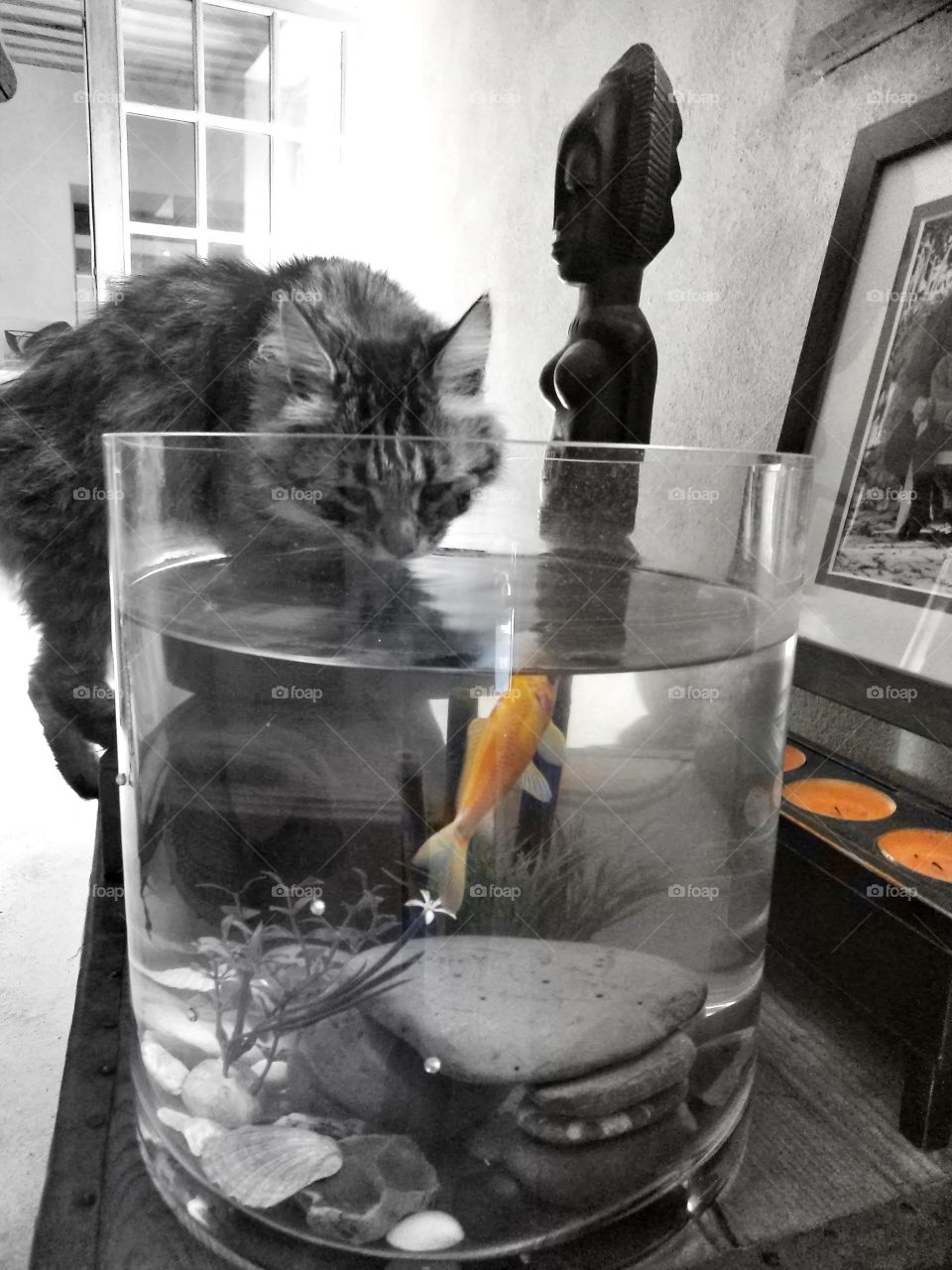 Chat buvant dans un aquarium