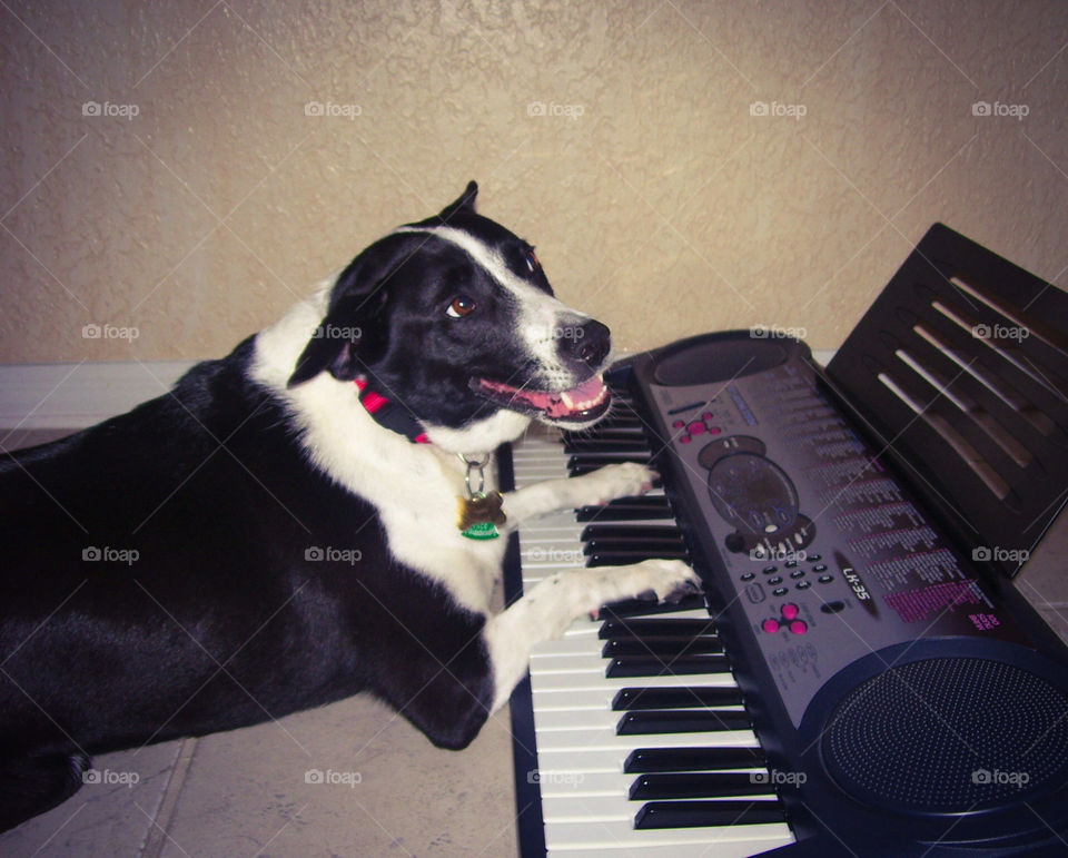 Keyboard pup