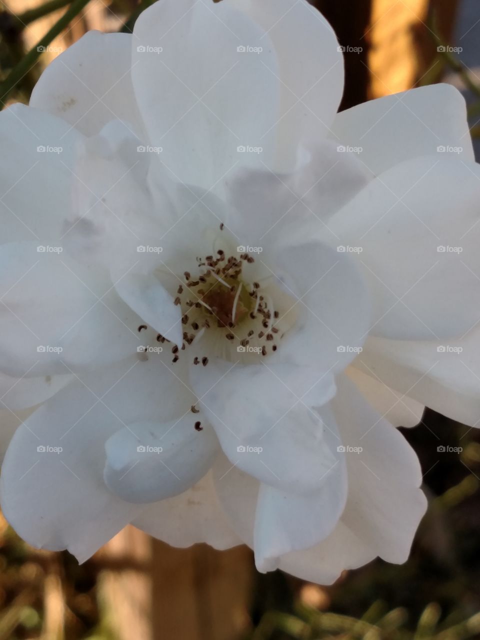beautiful white roses