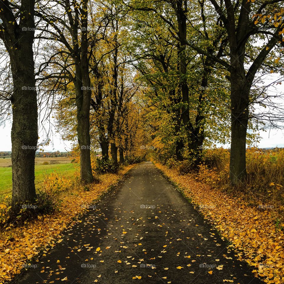 Fall, Road, Guidance, Leaf, Park