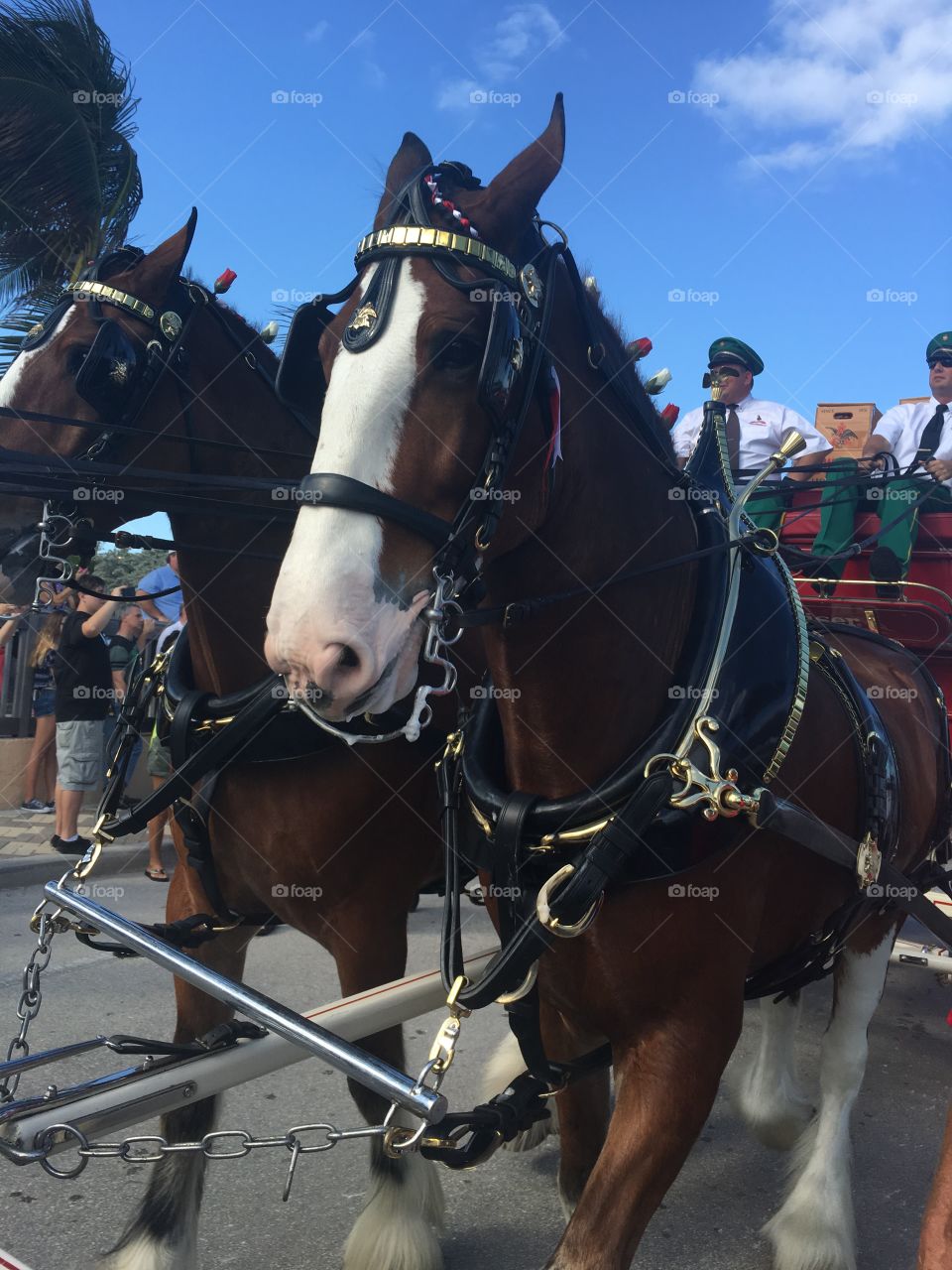 Clydesdale Budweiser horses parade