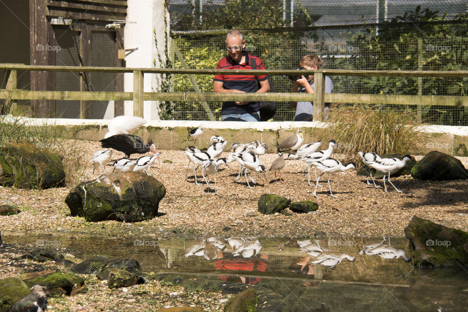 Waders. Bird sanctuary 