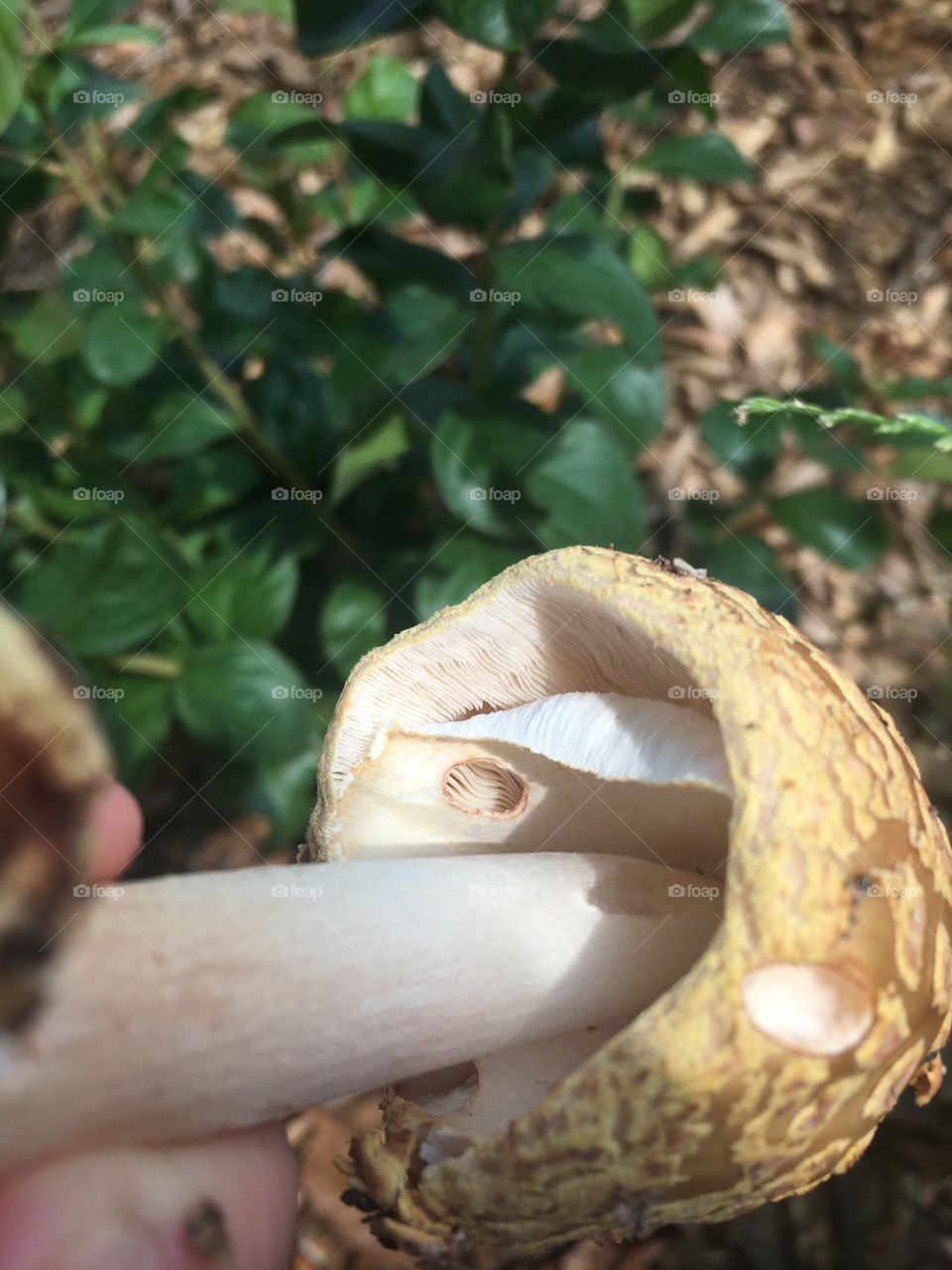 Side view of mushroom 