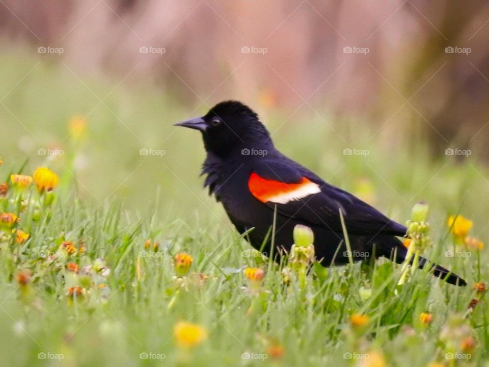 Black bird red wing enjoying a flowery meadow
