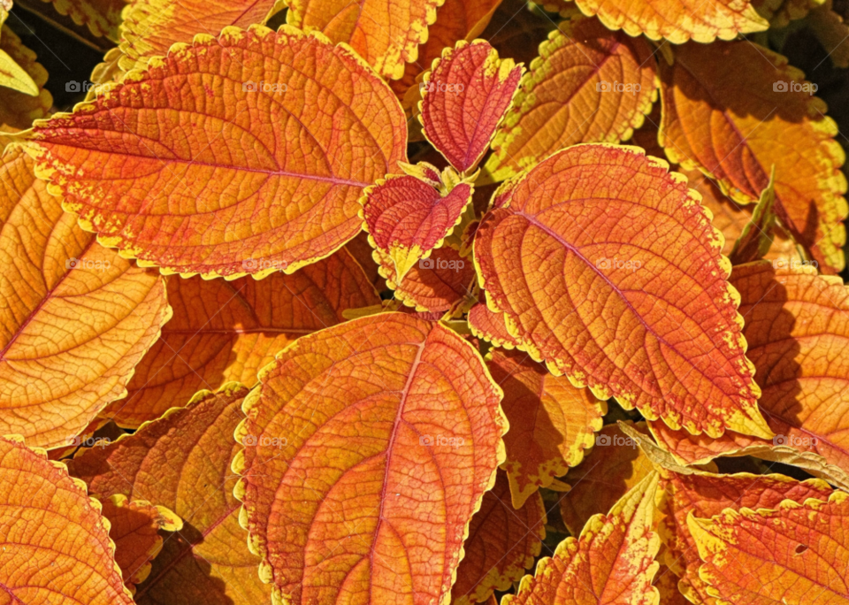 flower orange leaves plant by landon