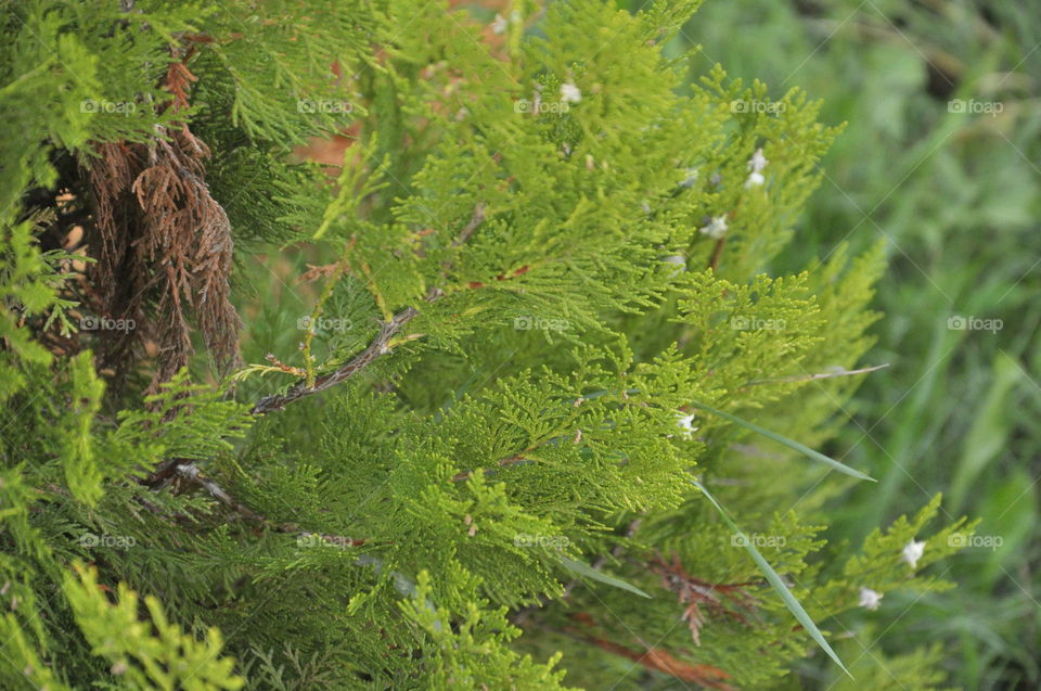 Plants 