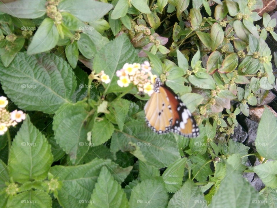 butterfly,butterfly pics,A great photo,a photo for everyone,a memorable photo,a no. photo,a photo to cherish,a beautiful photo,a great photo for the best people,an evergreen photo,a photo to remember for years, the best result of great photo