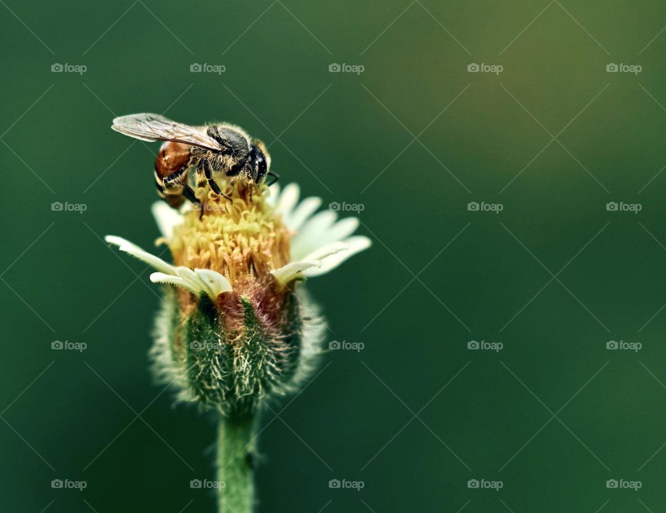 Honeybee - Dandelion flower 