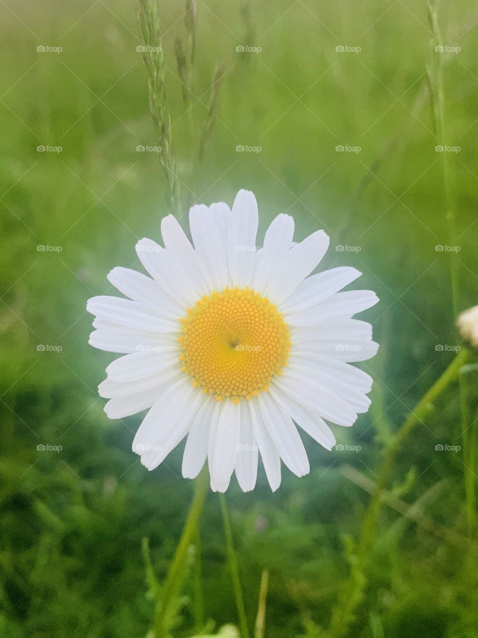 Daisy