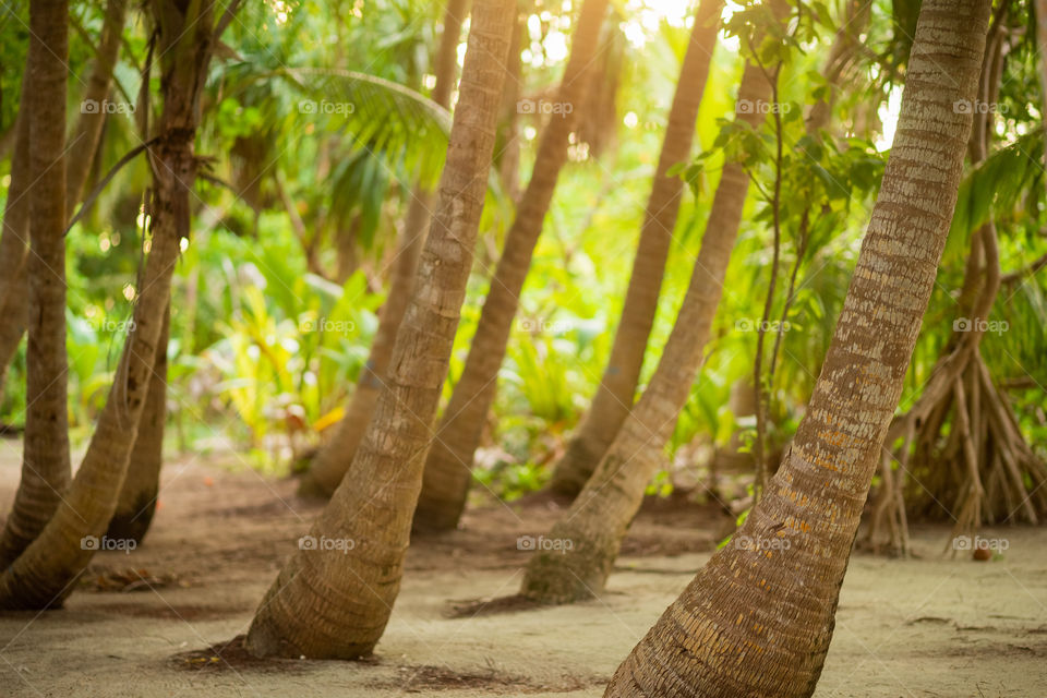 Palm trees in the Maldives