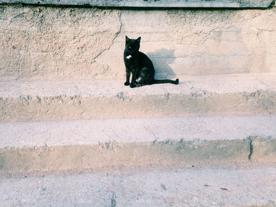 Wall, Mammal, Animal, Street, Desktop