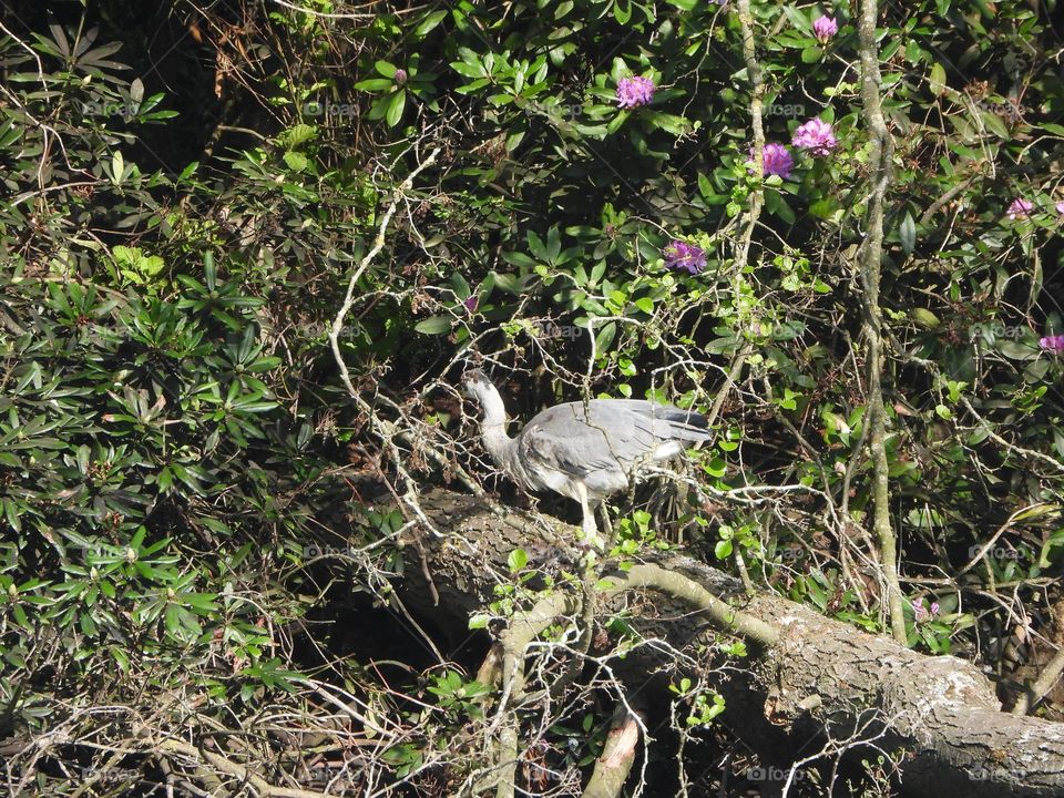 A young heron at a park