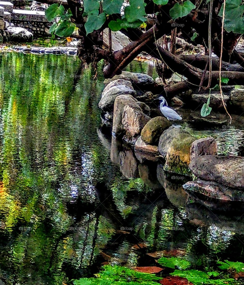 A egret with a beautiful water reflection,  that colors are brillint and bright, has a cool feeling, and beautiful to vision. also is a cool place in park, very well.
