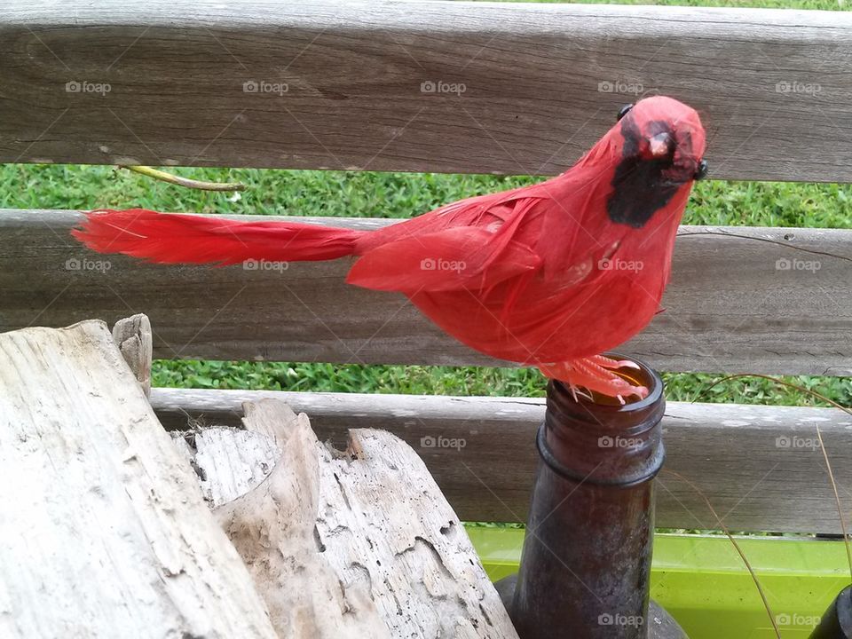 red cardinal on bottle top