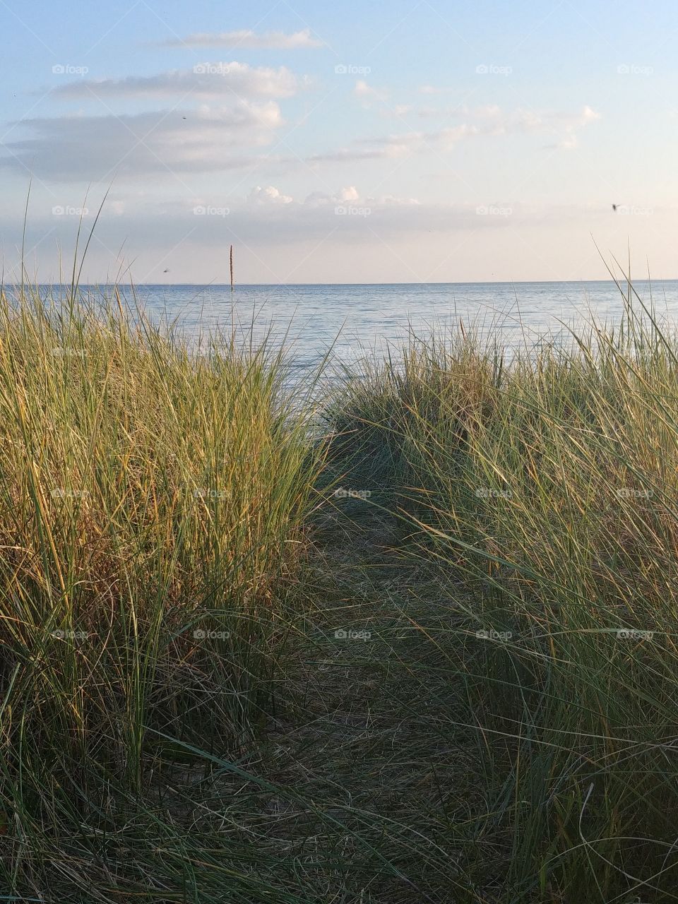 düne gras wasser Strand see meer küste abend sommer lau romantisch maritim