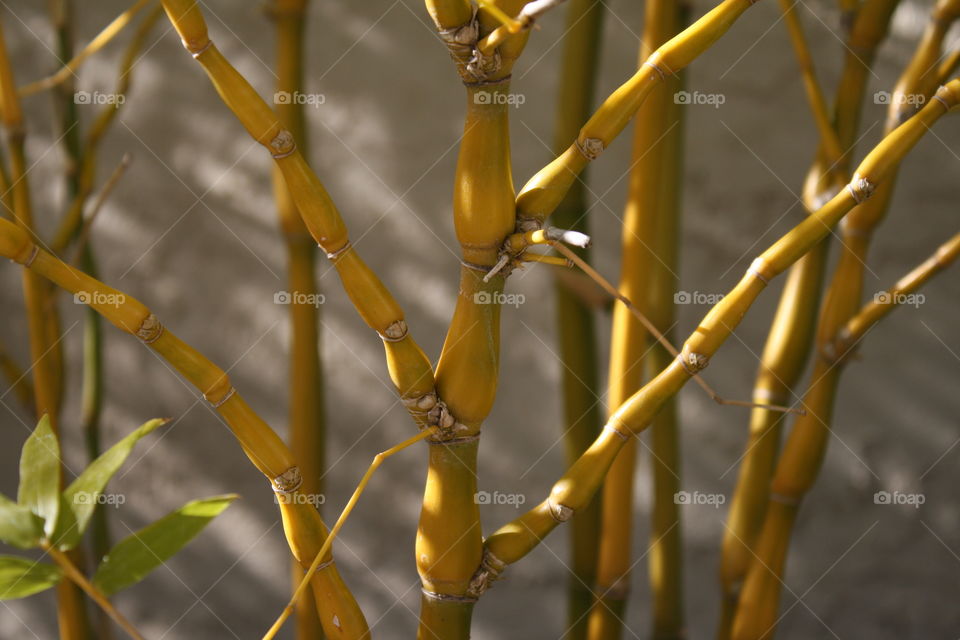 Yellow plant