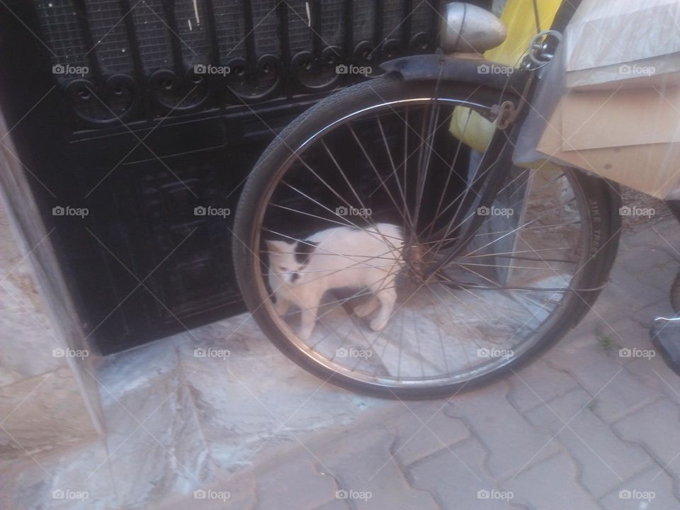 A beautiful cat behind a wheel