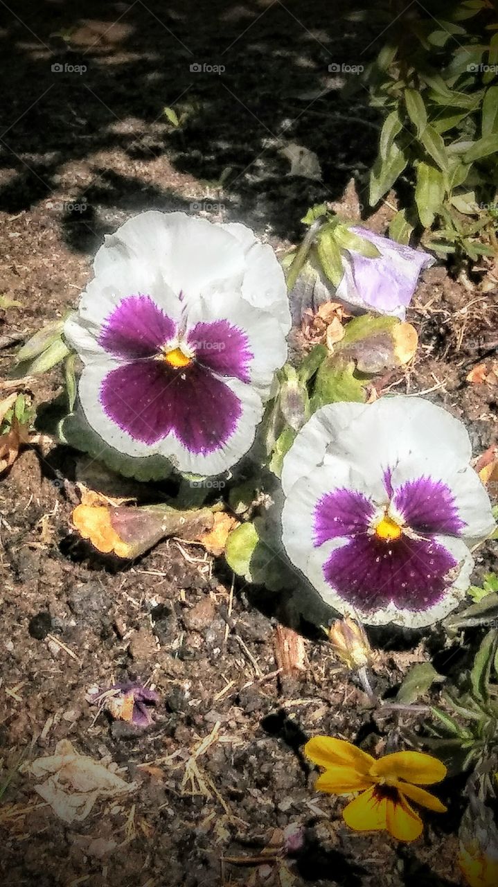 Purple my favorite color