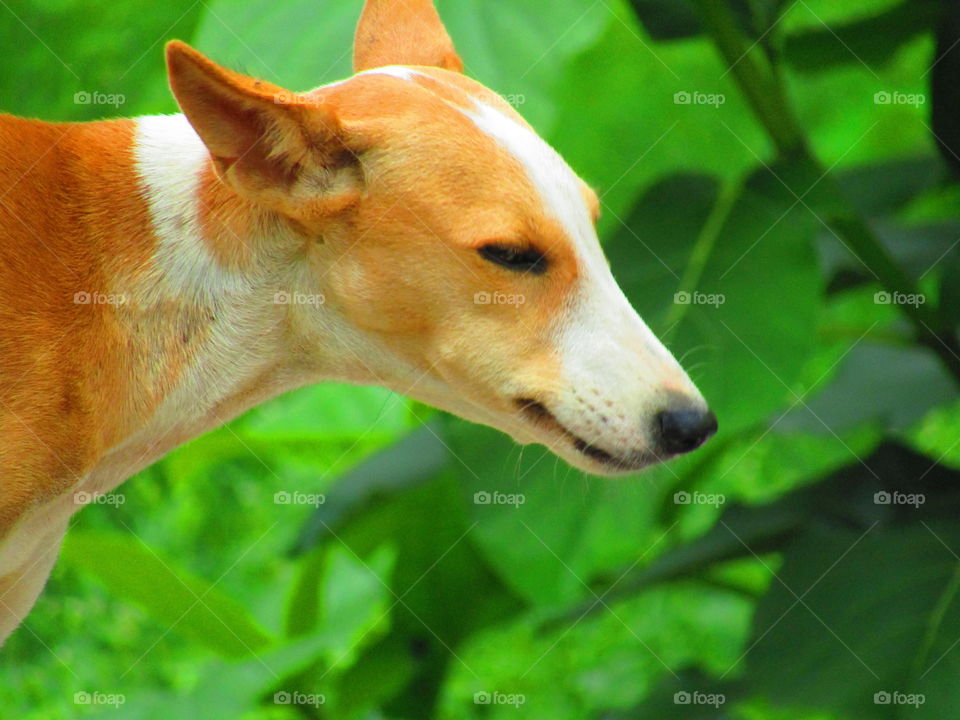 cute street dog in india with beautiful green background