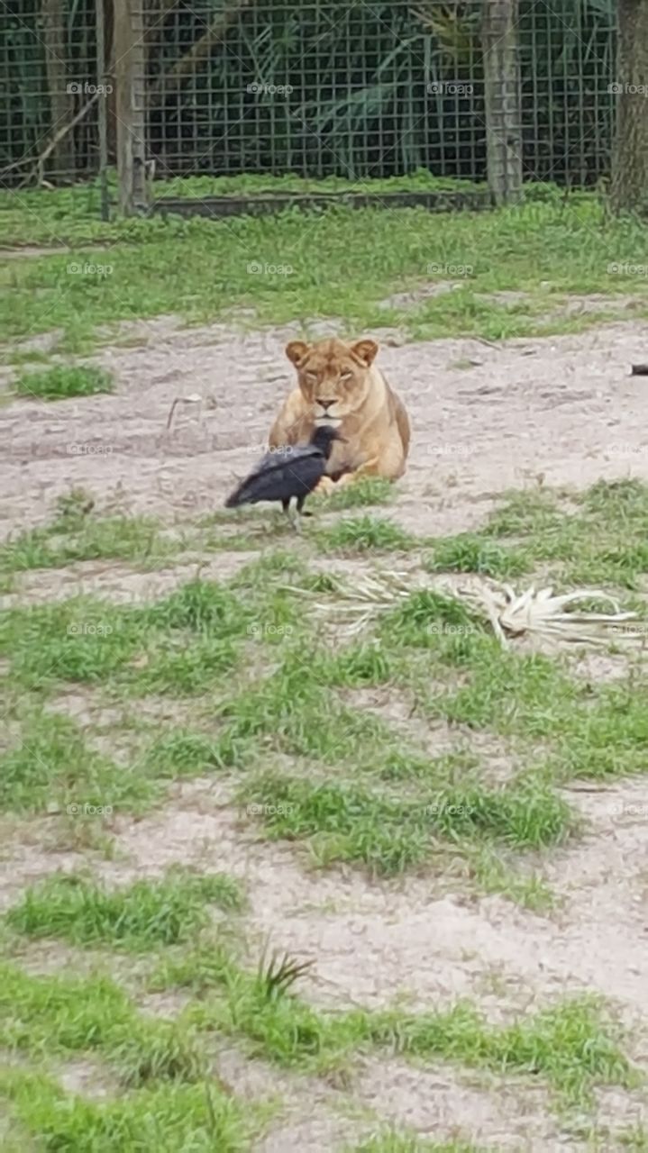 Lion and friend