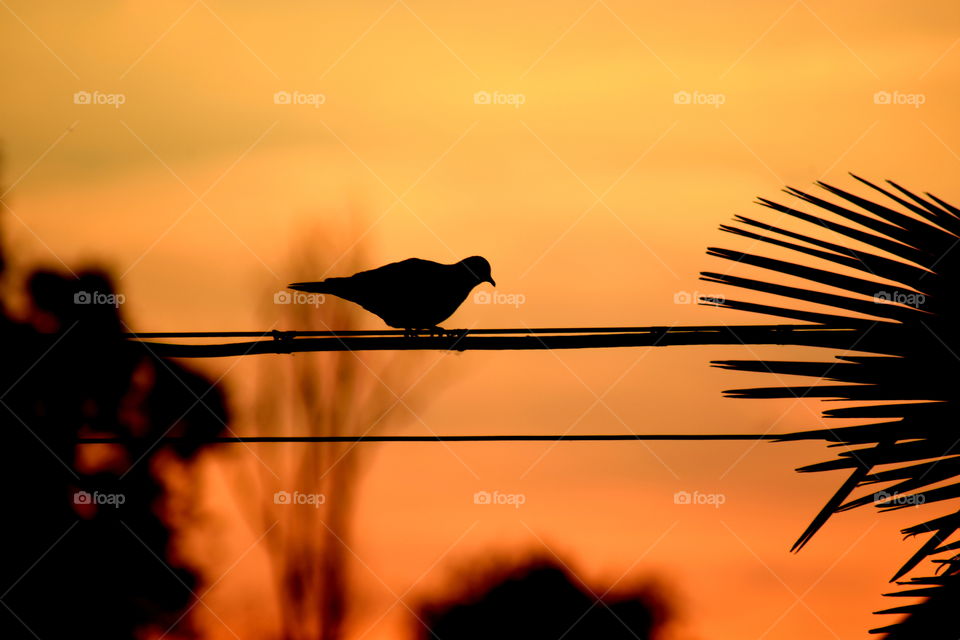 Sunset with turtledove