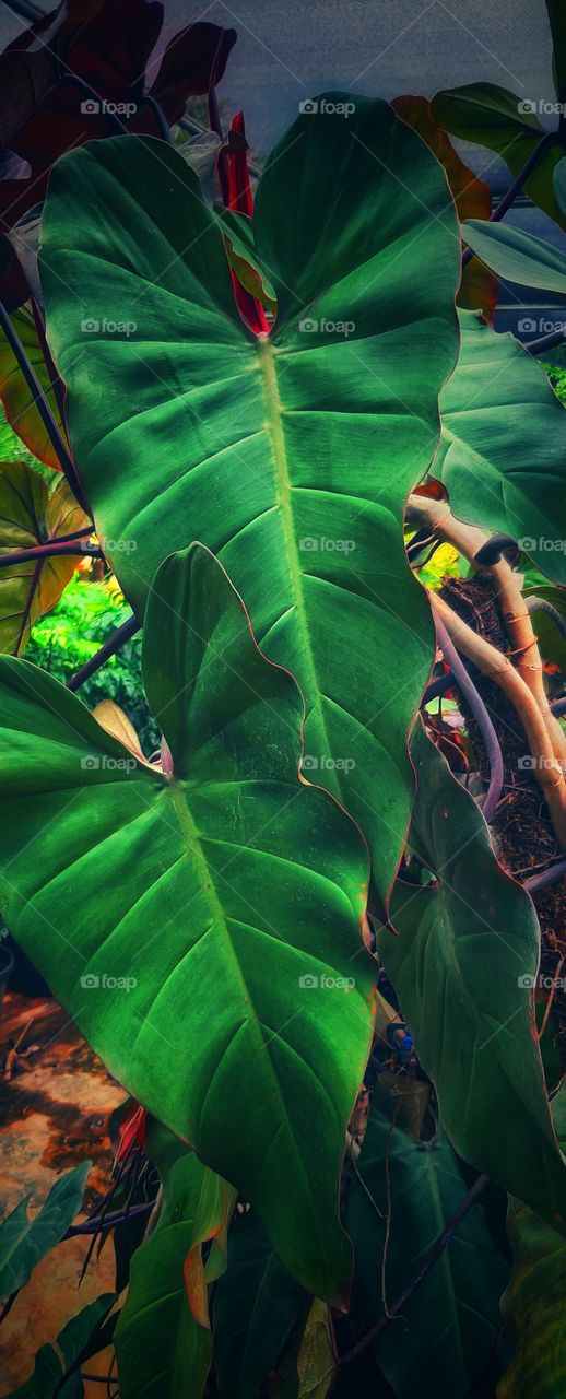 green colour signature