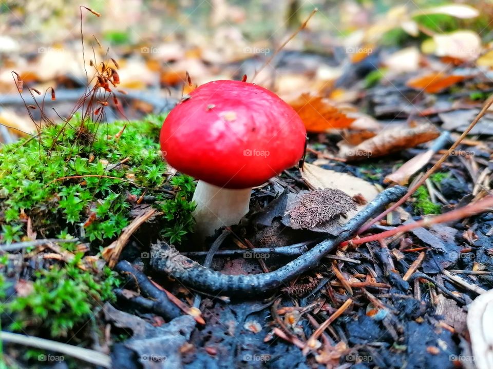 On a day trip in the Finnish forest in September.