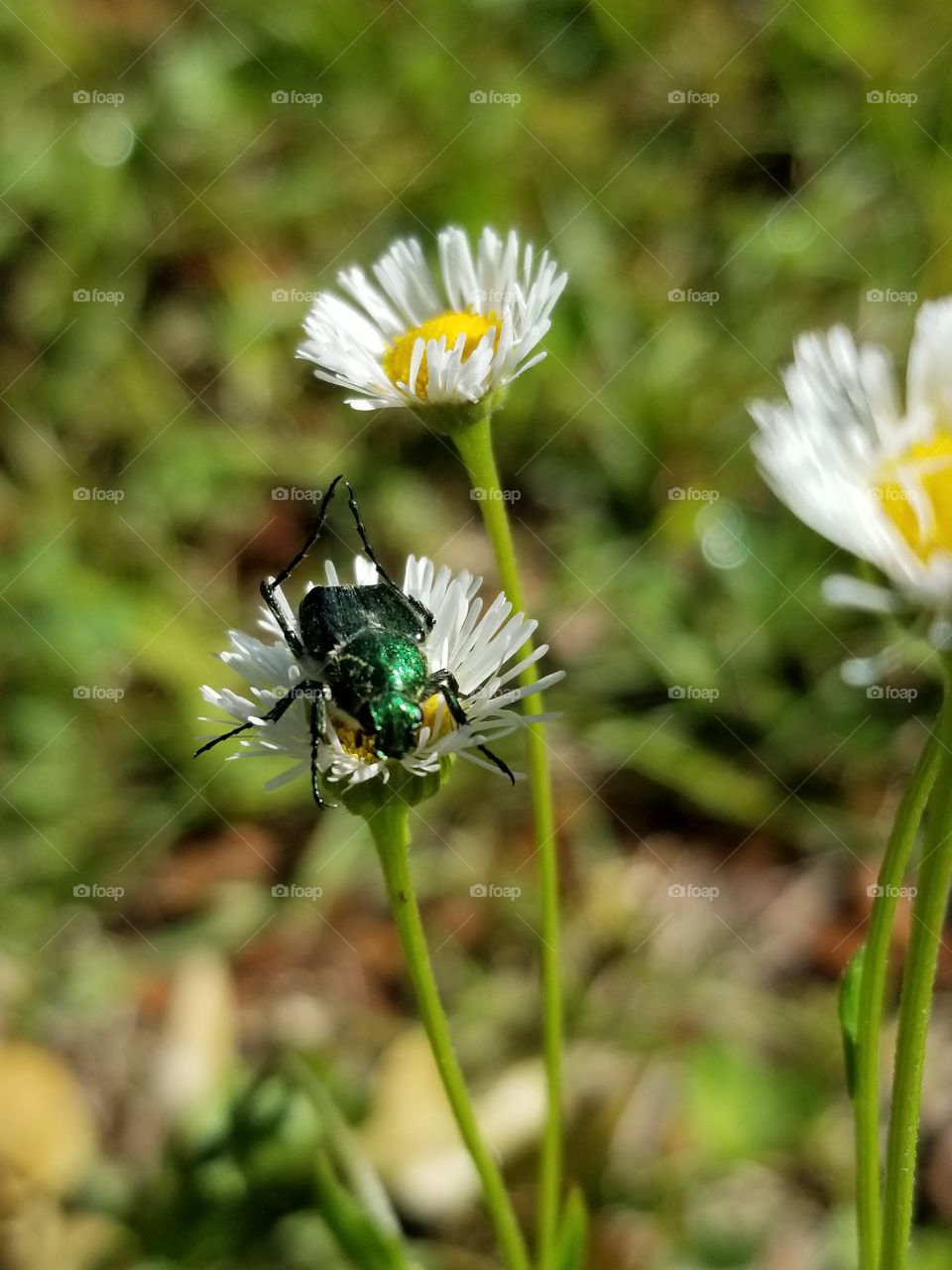 beetle on a flower