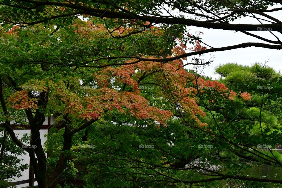 Fall foliage