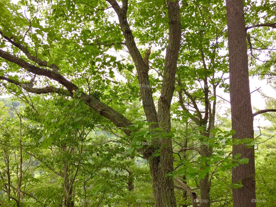 Woods in Pennsylvania 