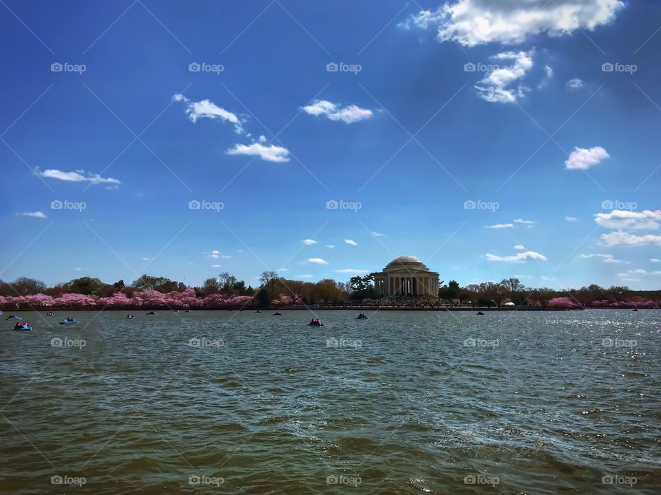 The Jefferson Memorial surrounded by cherry blossoms in full bloom in Washington DC’s tidal basin.