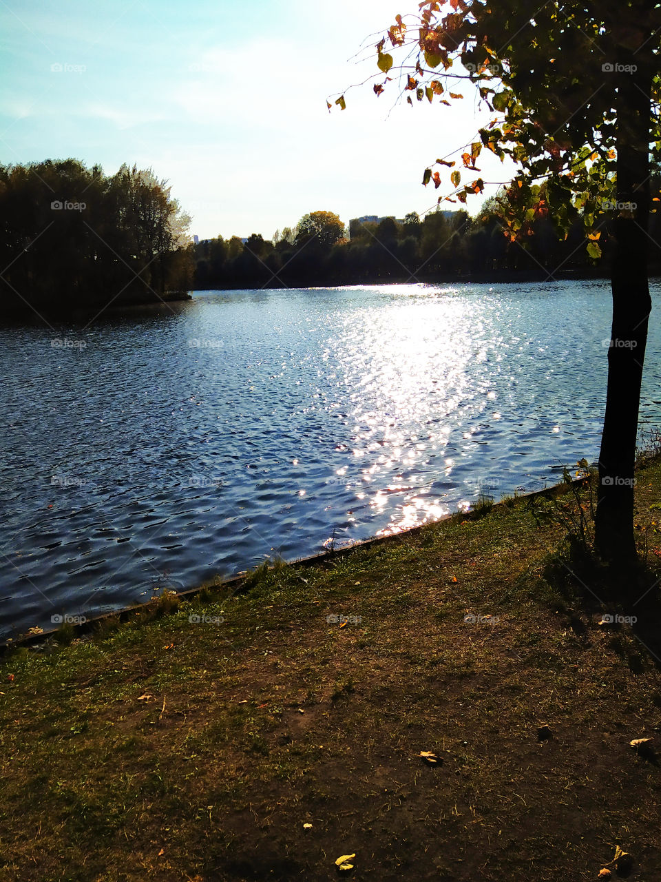 Evening pond