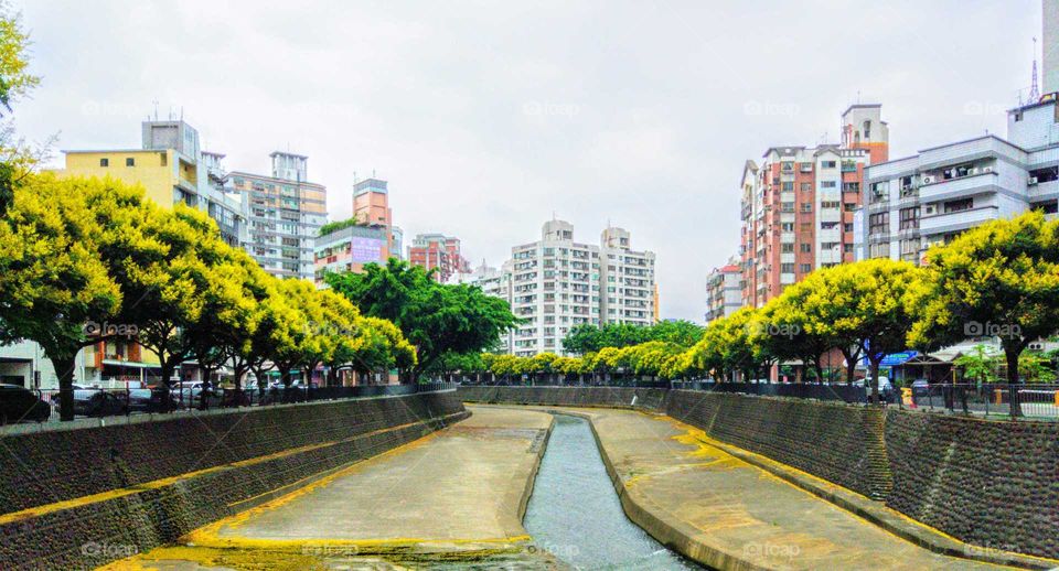 First signs of autumn: the flowering period from July to October each year, beautiful, bright yellow "Taiwan golden-rain tree". that will change three colors till winter. and many beautiful fallen flowers.