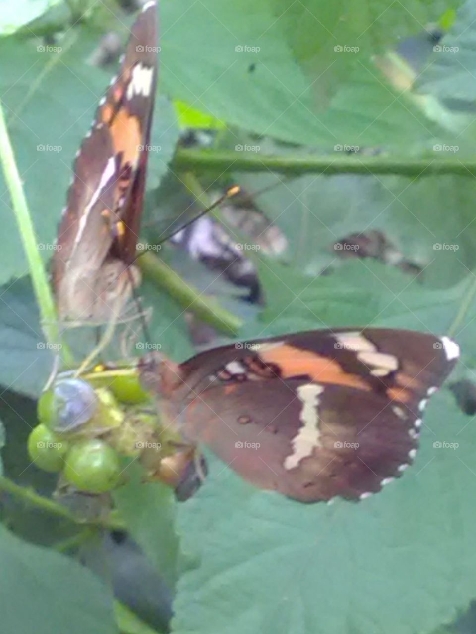 Colered baterfly is beautiful forever.