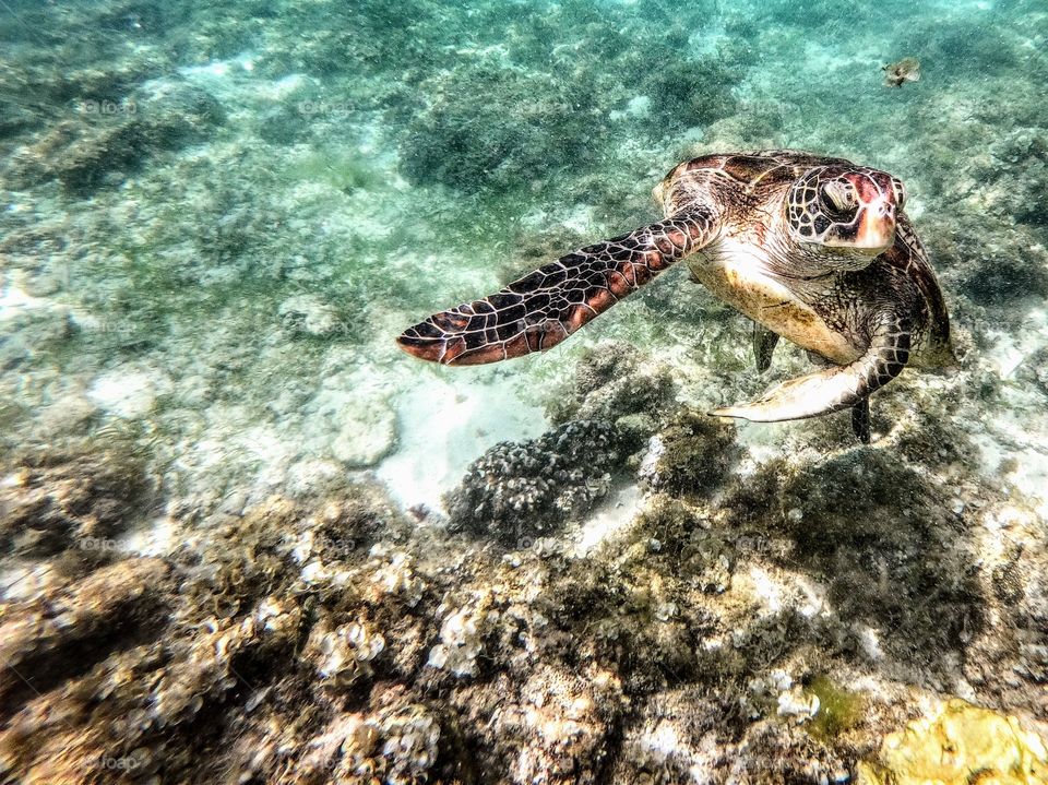 Snorkeling with a sea turtle in the Philippines